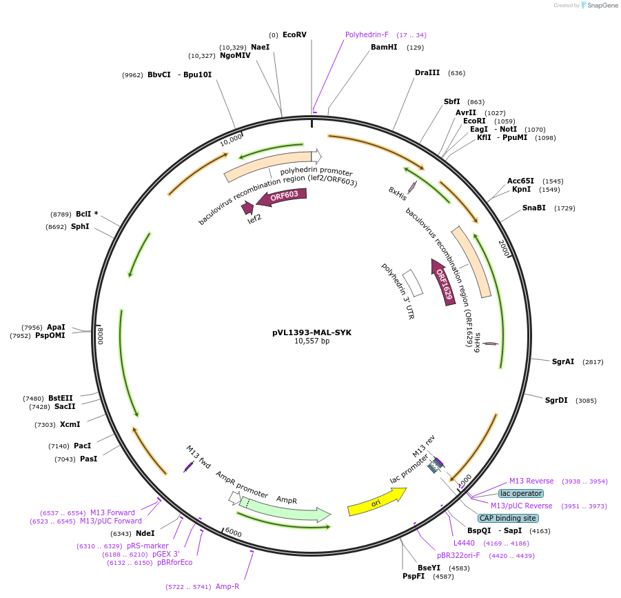 157990-plasmid-map-sequence-id-309118
