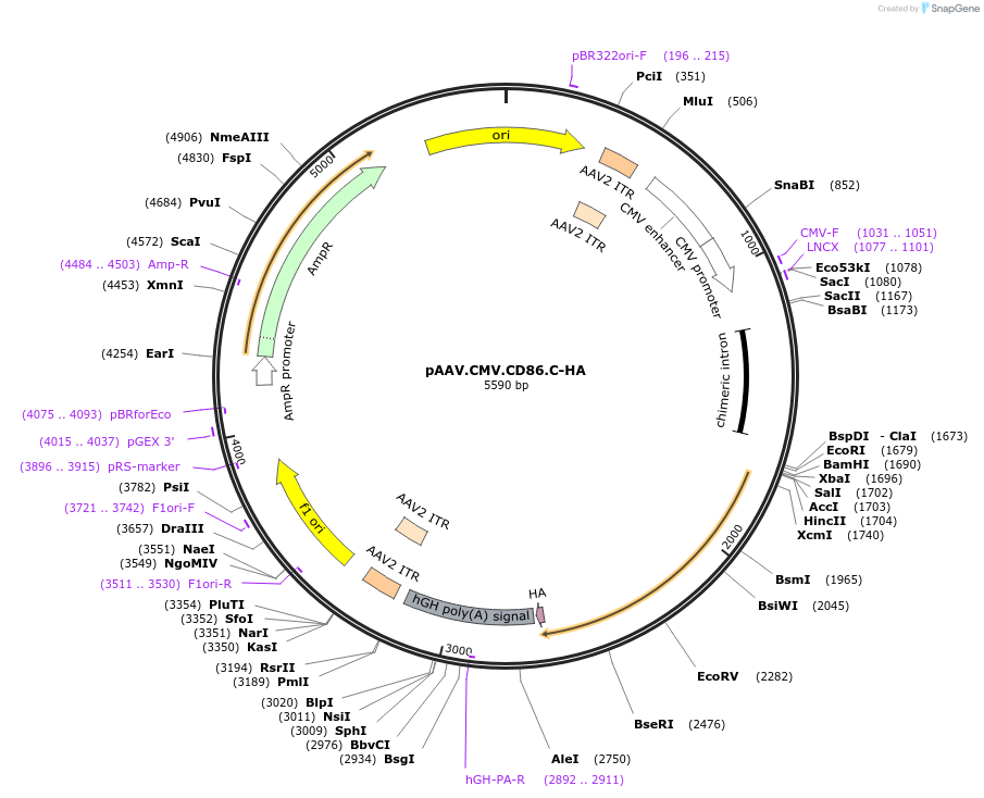 154848-plasmid-map-sequence-id-309120