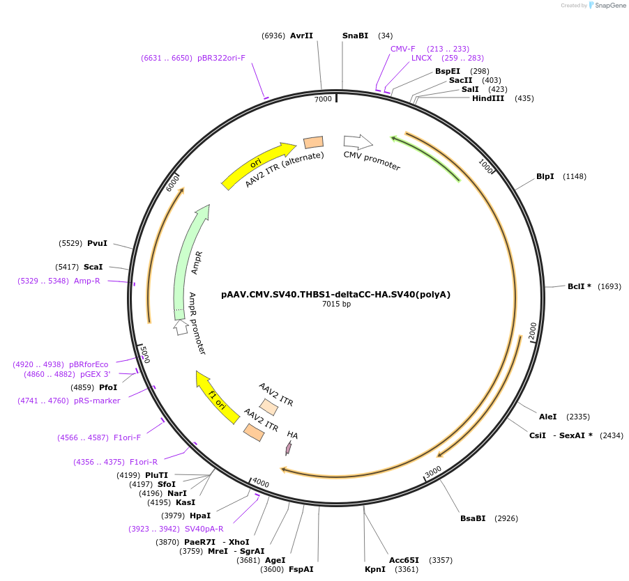 155195-plasmid-map-sequence-id-309128