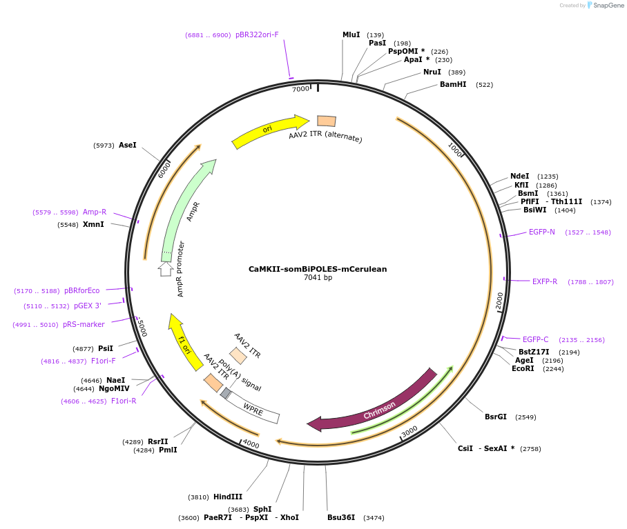 154948-plasmid-map-sequence-id-309228
