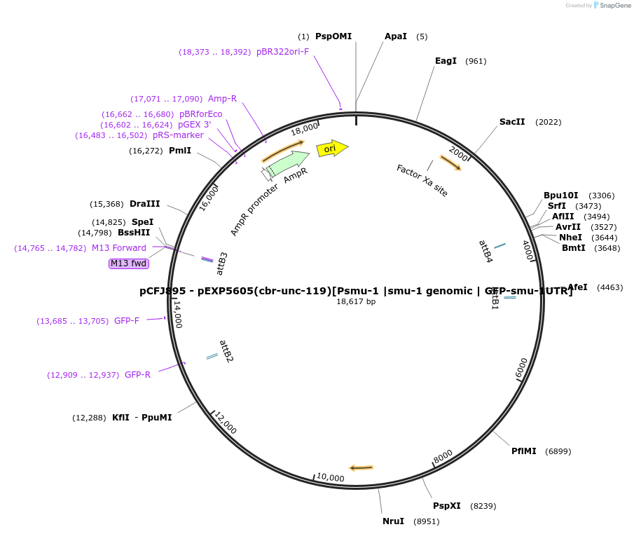 159817-plasmid-map-sequence-id-309257