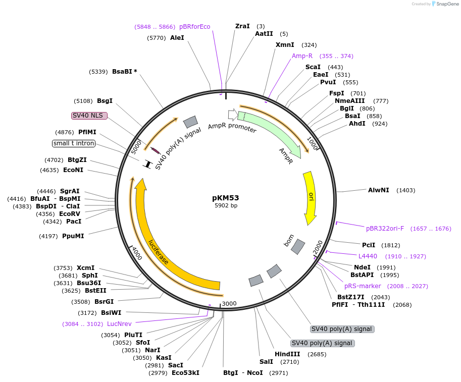 154156-plasmid-map-sequence-id-309313