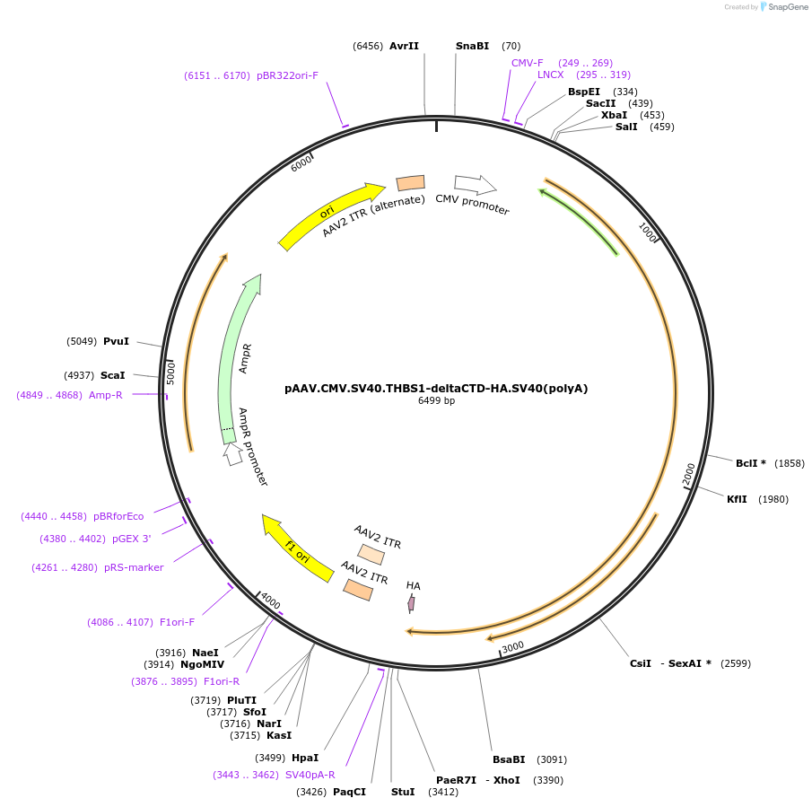 156163-plasmid-map-sequence-id-309333