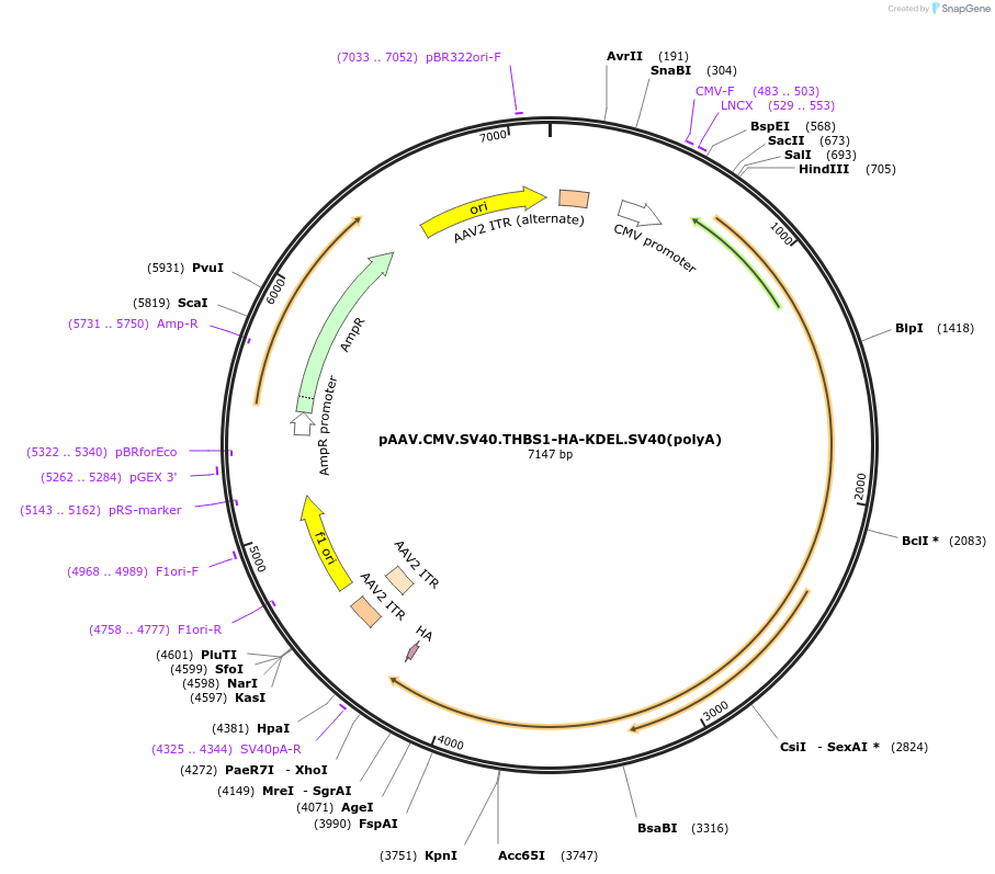 156164-plasmid-map-sequence-id-309334