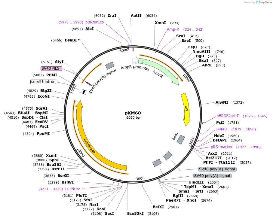 154159-plasmid-map-sequence-id-309336
