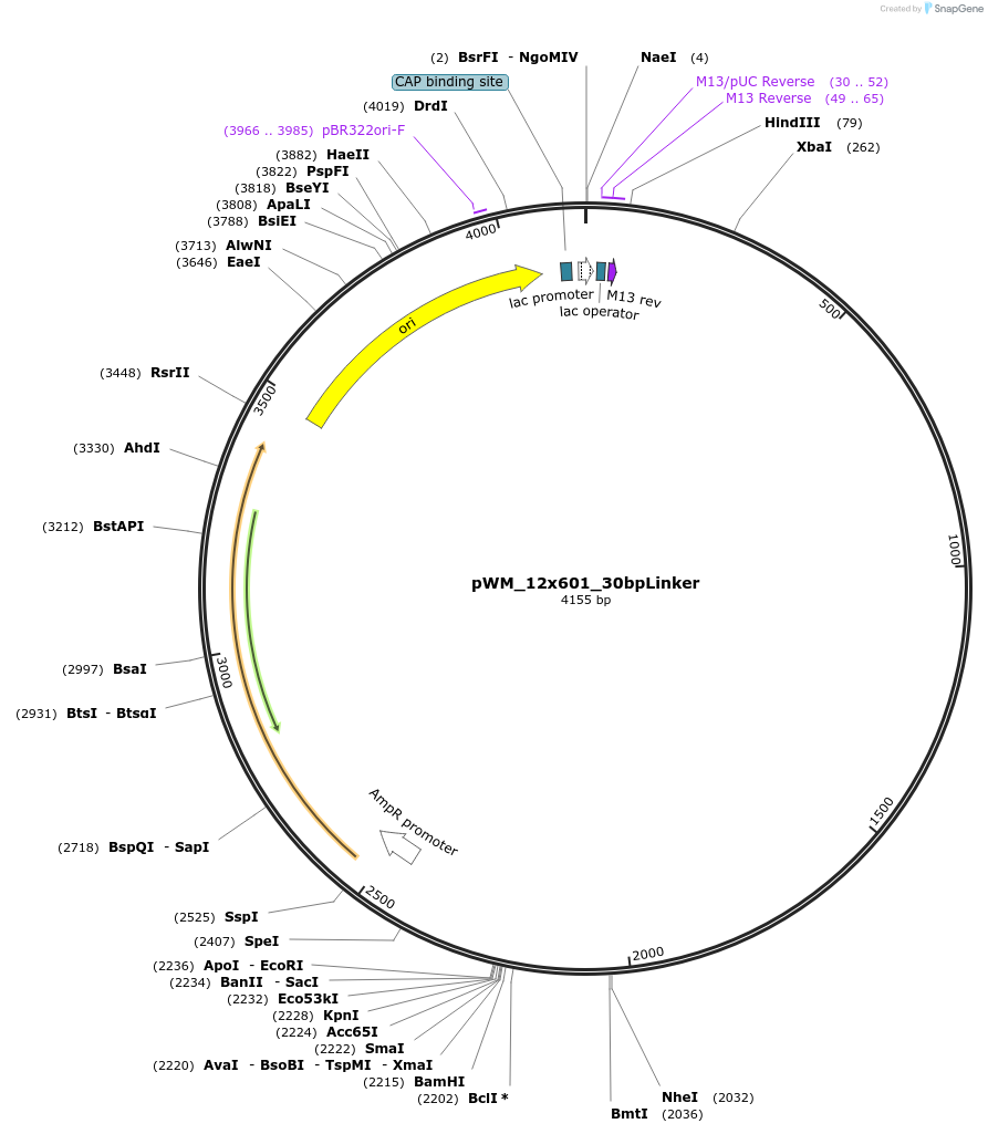 157789-plasmid-map-sequence-id-309339