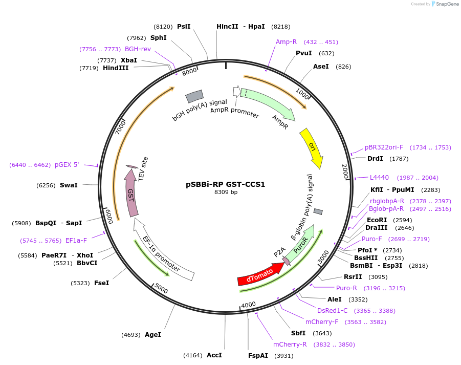 139164-plasmid-map-sequence-id-309354