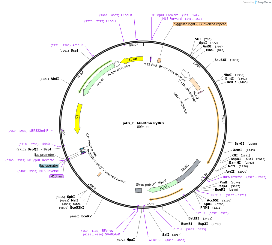 154762-plasmid-map-sequence-id-309366