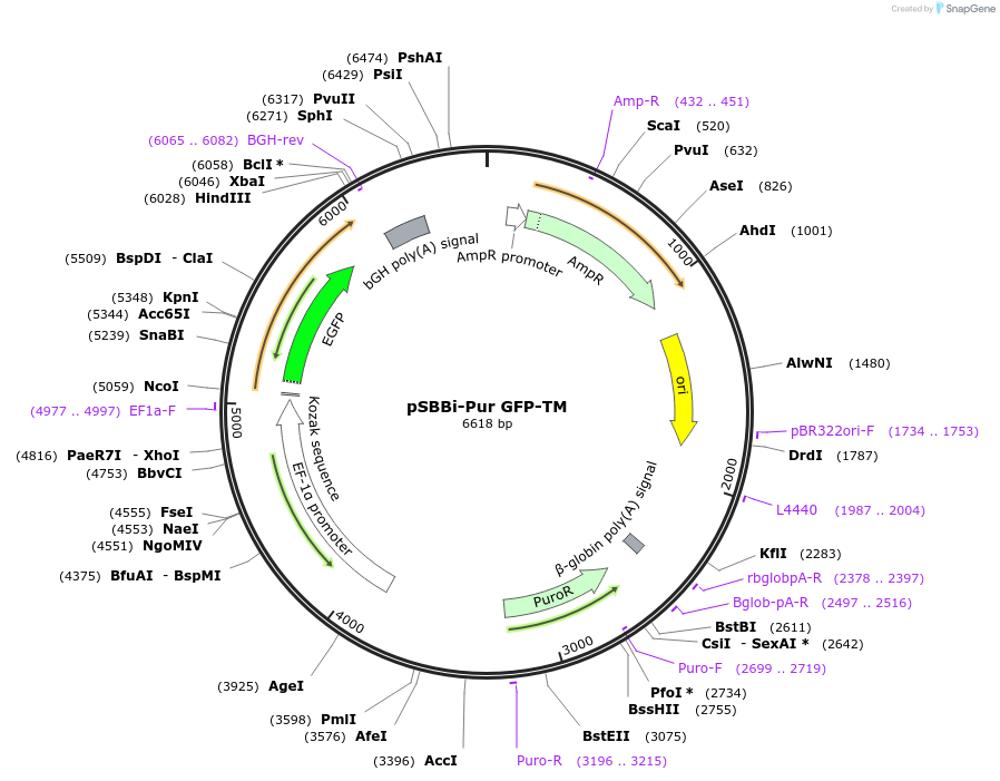 139185-plasmid-map-sequence-id-309371