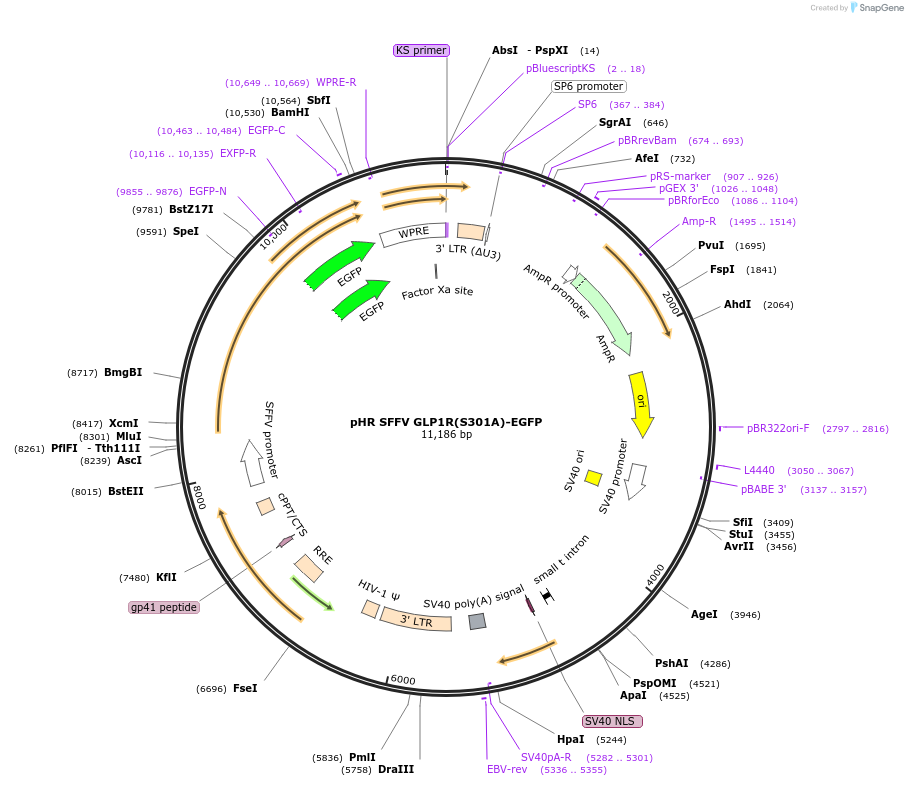 158123-plasmid-map-sequence-id-309384