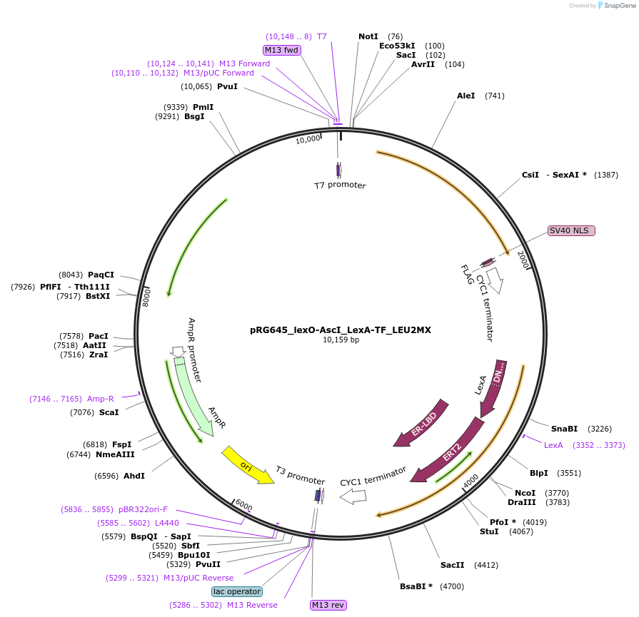154813-plasmid-map-sequence-id-309388