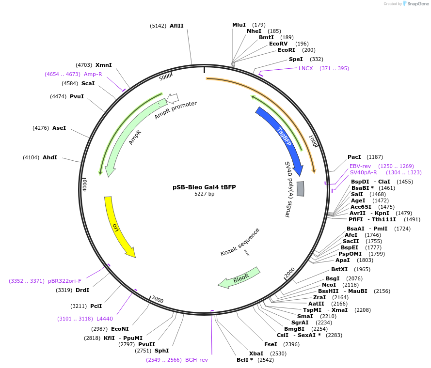 139190-plasmid-map-sequence-id-309397