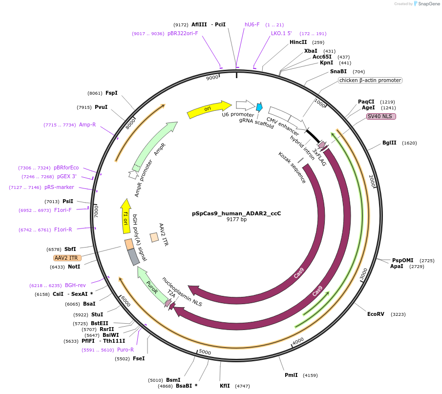158112-plasmid-map-sequence-id-309399