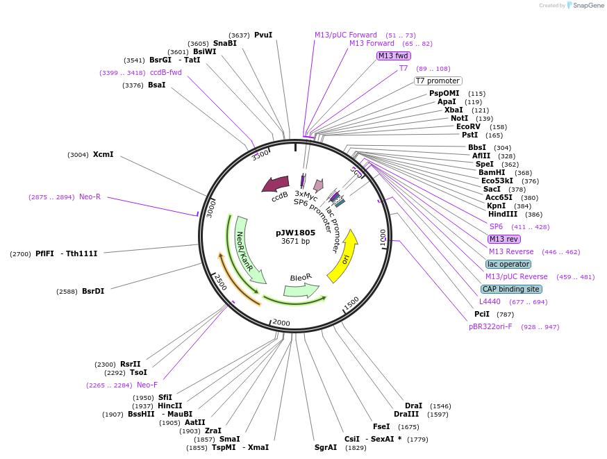 154318-plasmid-map-sequence-id-309410