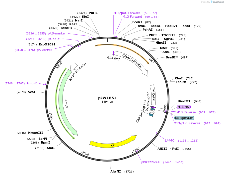 154329-plasmid-map-sequence-id-309429