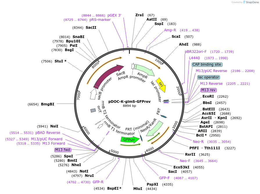 158060-plasmid-map-sequence-id-309440