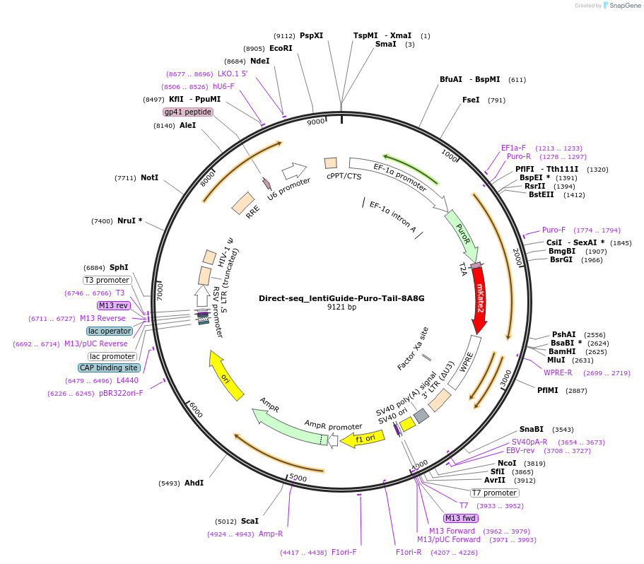 157981-plasmid-map-sequence-id-309444