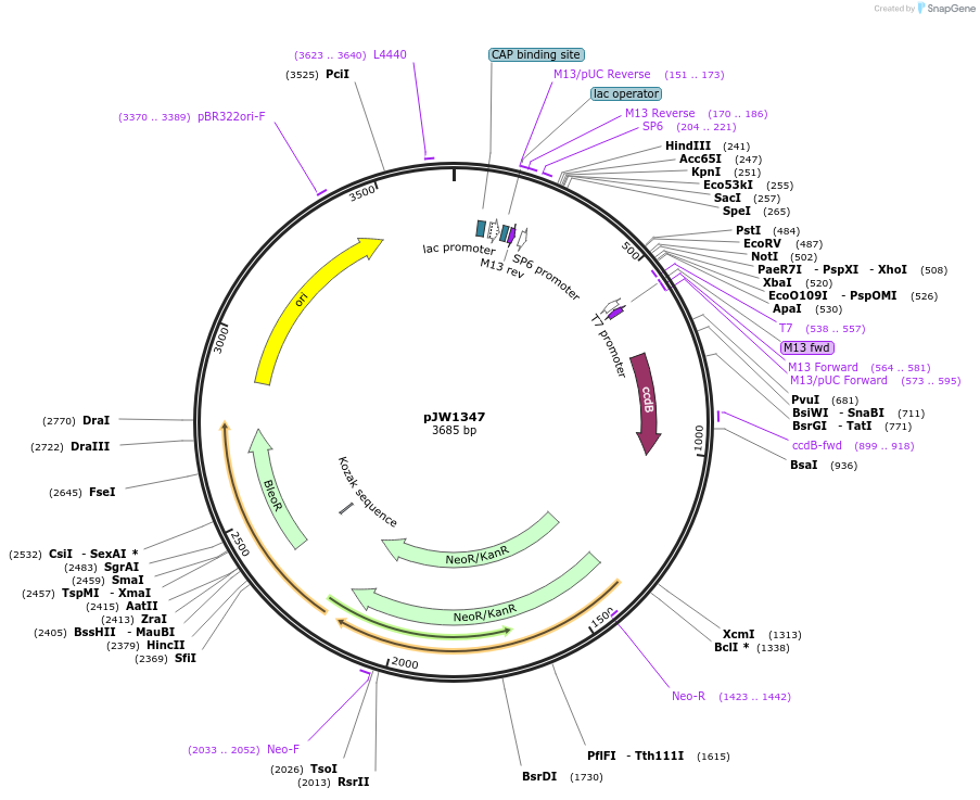 154310-plasmid-map-sequence-id-309448