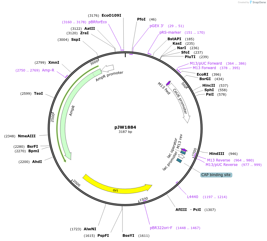 154332-plasmid-map-sequence-id-309450