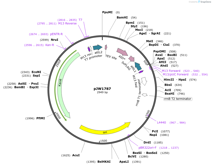 154316-plasmid-map-sequence-id-309451
