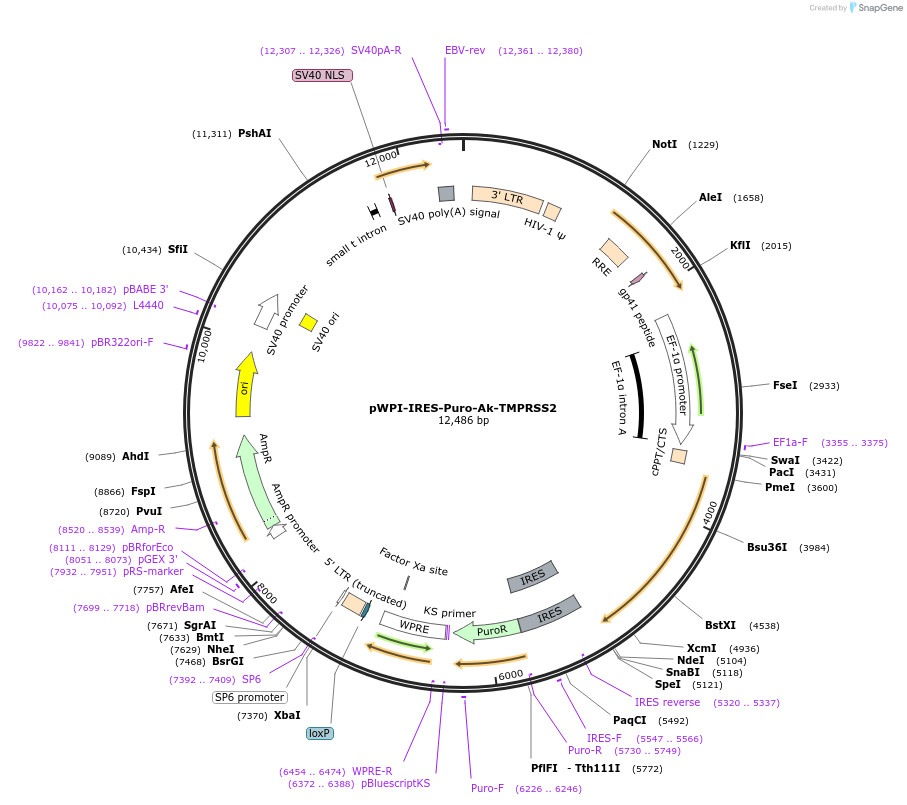 154986-plasmid-map-sequence-id-309458