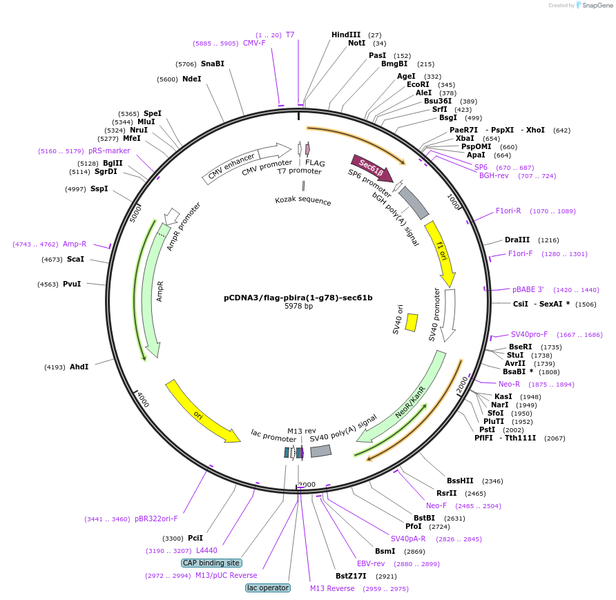 154455-plasmid-map-sequence-id-309462