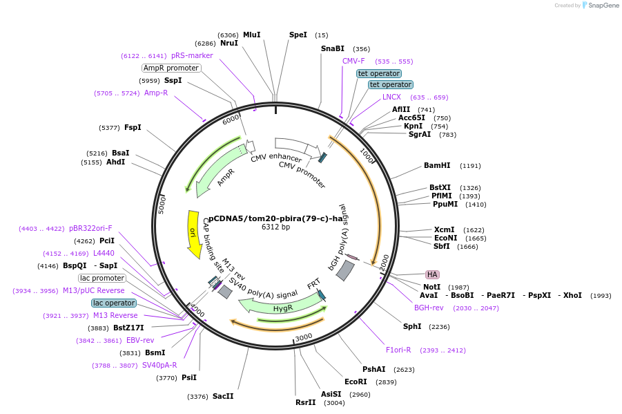 154456-plasmid-map-sequence-id-309463