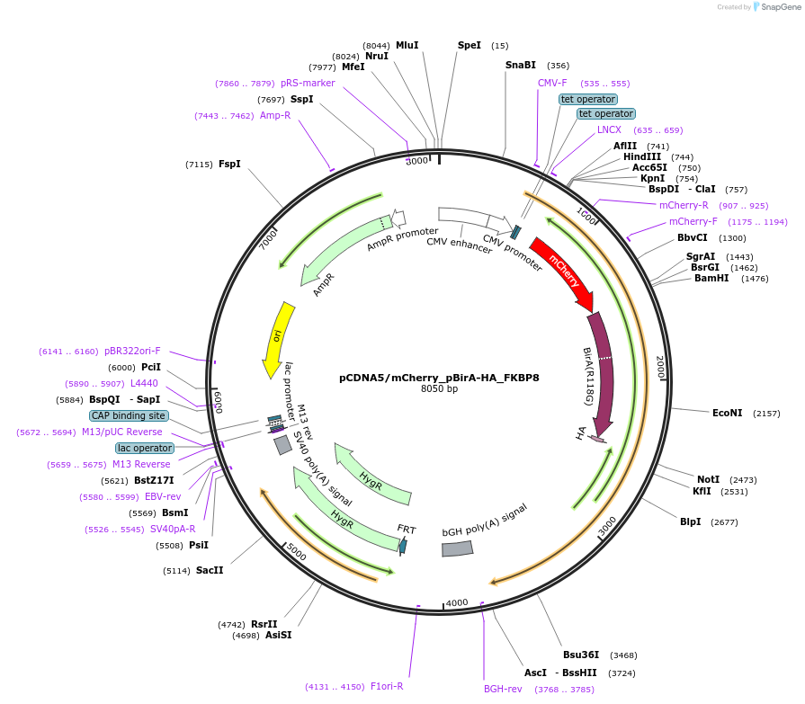 154457-plasmid-map-sequence-id-309464