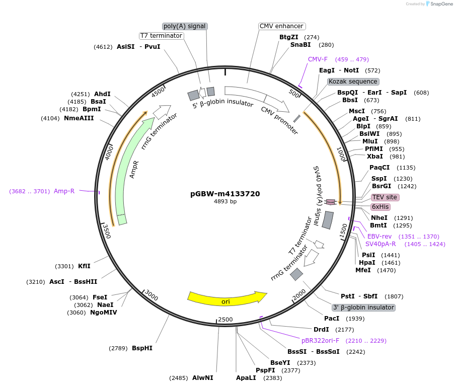 152913-plasmid-map-sequence-id-309466