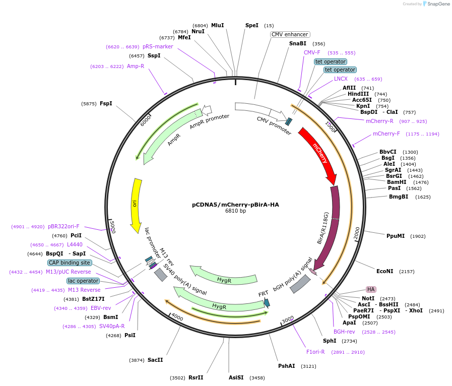 154458-plasmid-map-sequence-id-309468