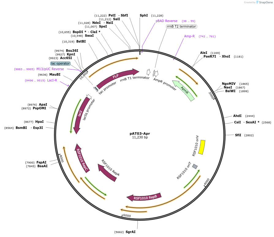 154756-plasmid-map-sequence-id-309470