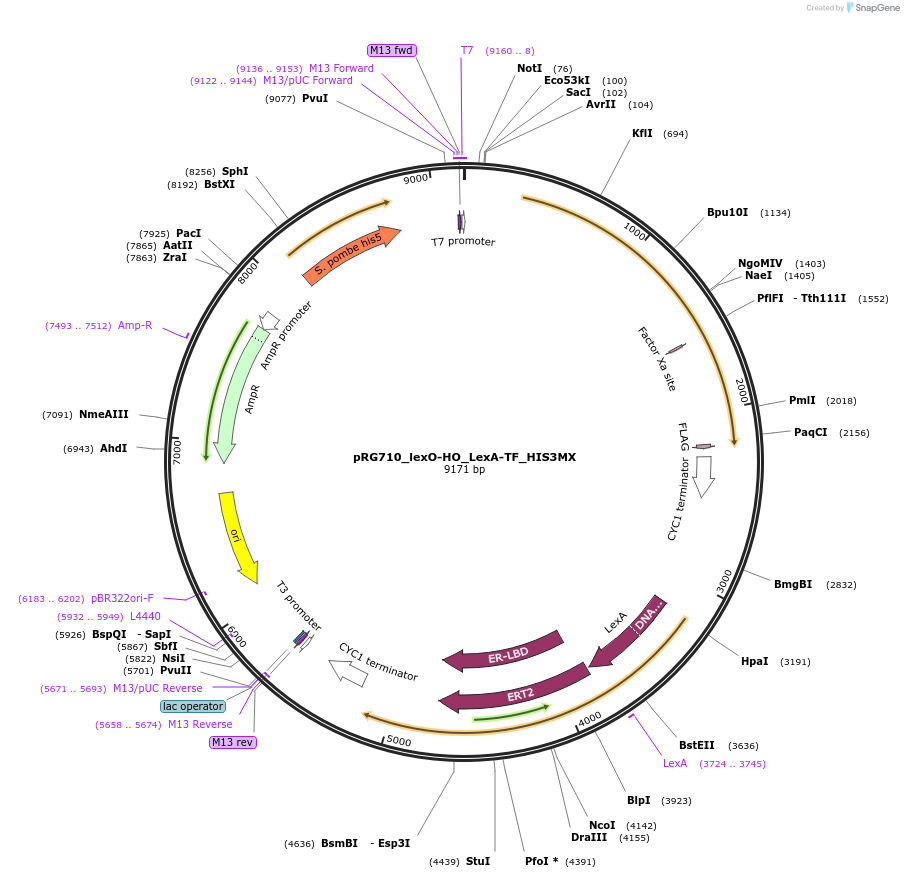 154819-plasmid-map-sequence-id-309479