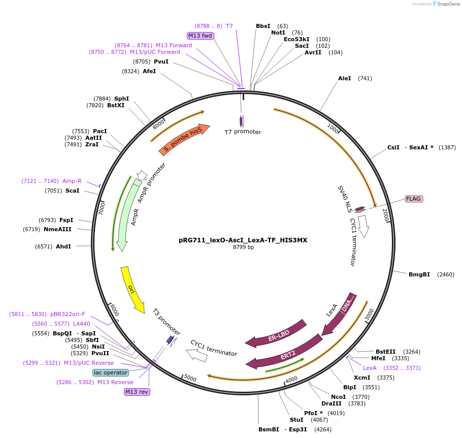 154820-plasmid-map-sequence-id-309480