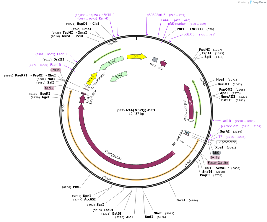 158157-plasmid-map-sequence-id-309498