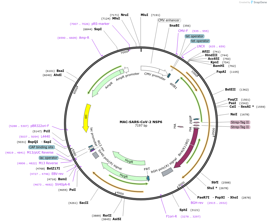 158357-plasmid-map-sequence-id-309502