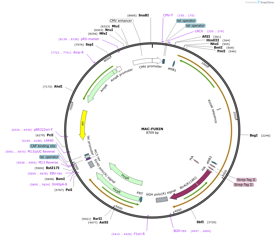 158386-plasmid-map-sequence-id-309503