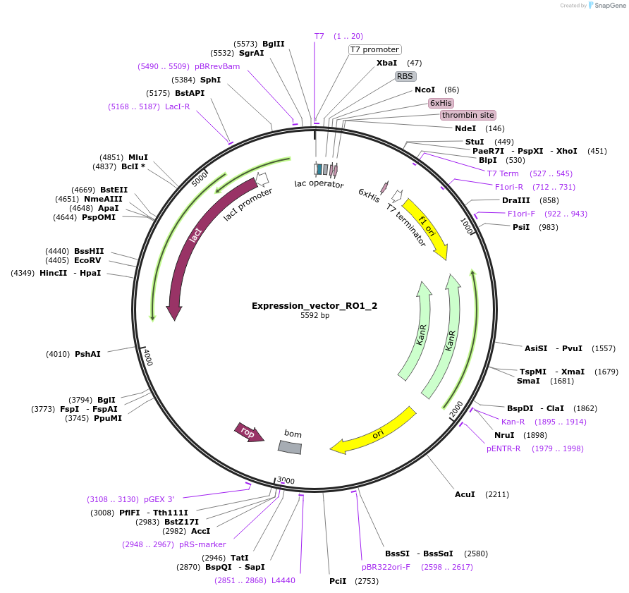 158011-plasmid-map-sequence-id-309506