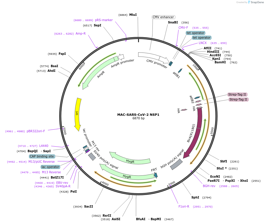 158352-plasmid-map-sequence-id-309511