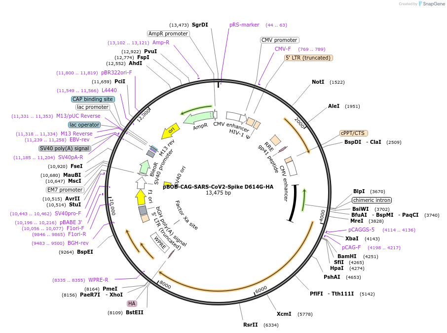 158761-plasmid-map-sequence-id-309514