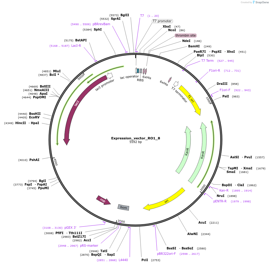 158013-plasmid-map-sequence-id-309518