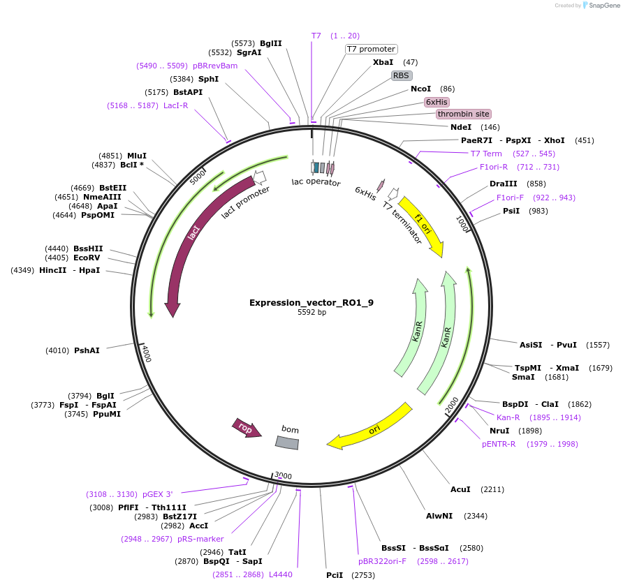 158014-plasmid-map-sequence-id-309520