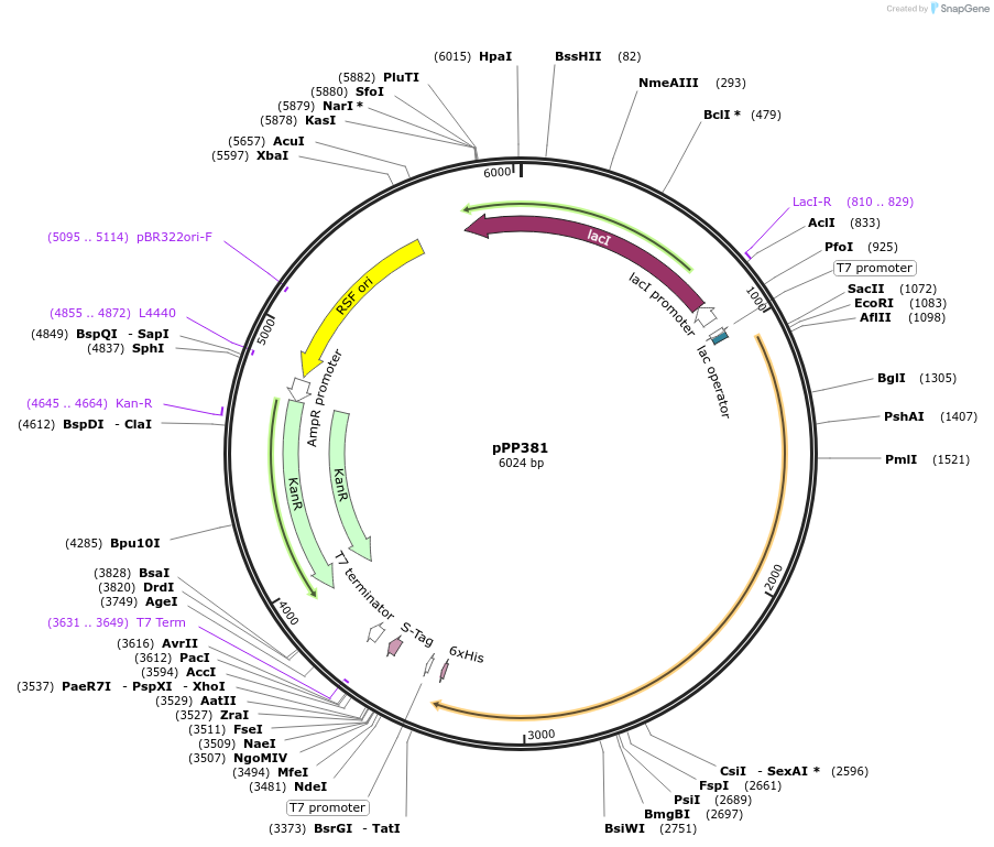 158798-plasmid-map-sequence-id-309523