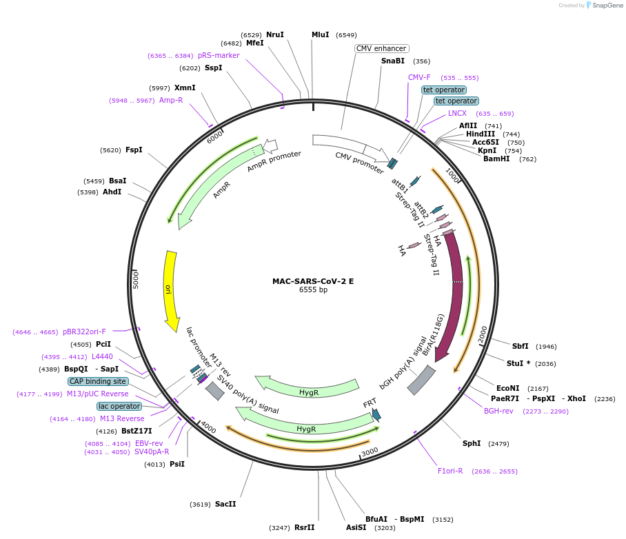 158368-plasmid-map-sequence-id-309524