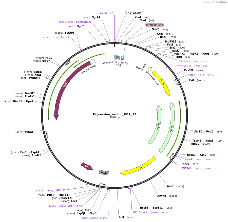 158020-plasmid-map-sequence-id-309532