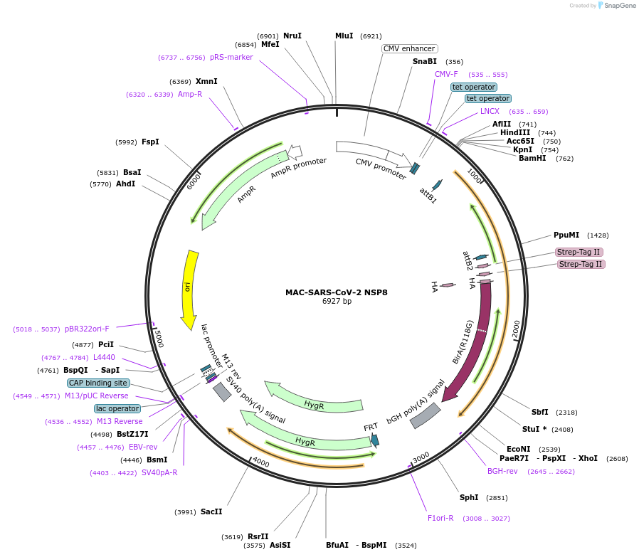 158359-plasmid-map-sequence-id-309538