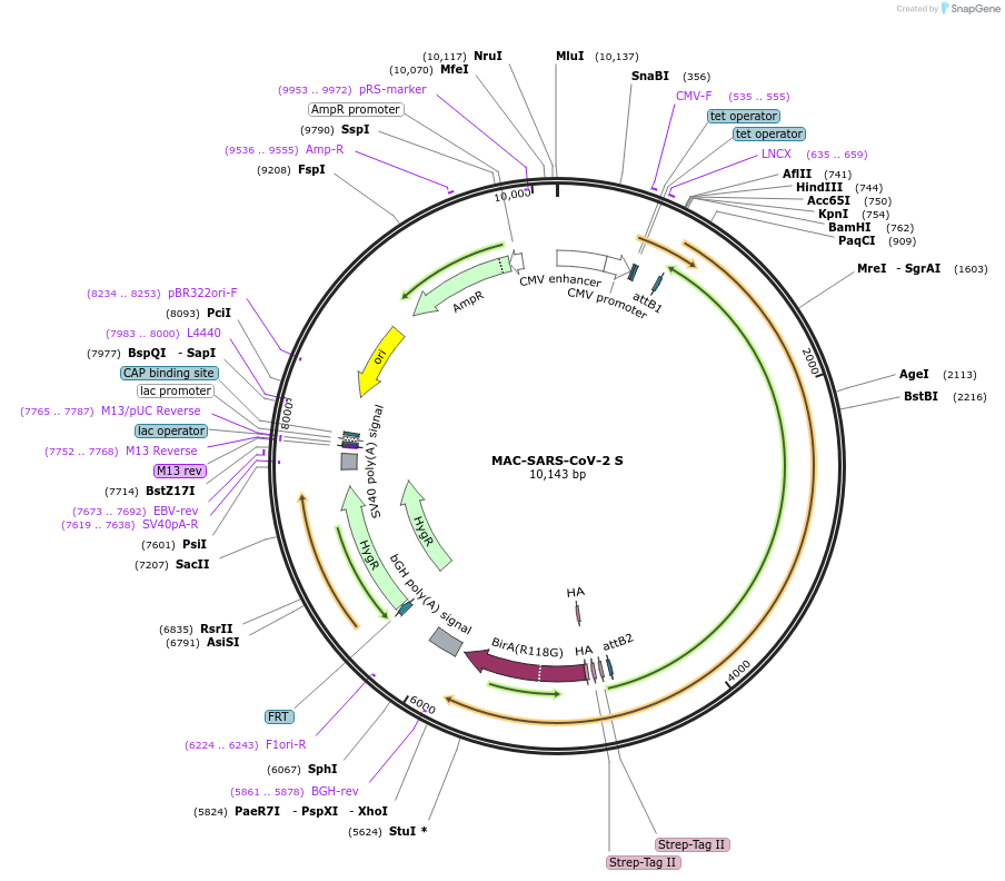 158371-plasmid-map-sequence-id-309539