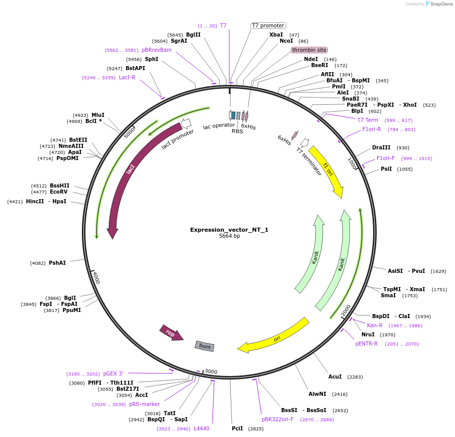 158023-plasmid-map-sequence-id-309541