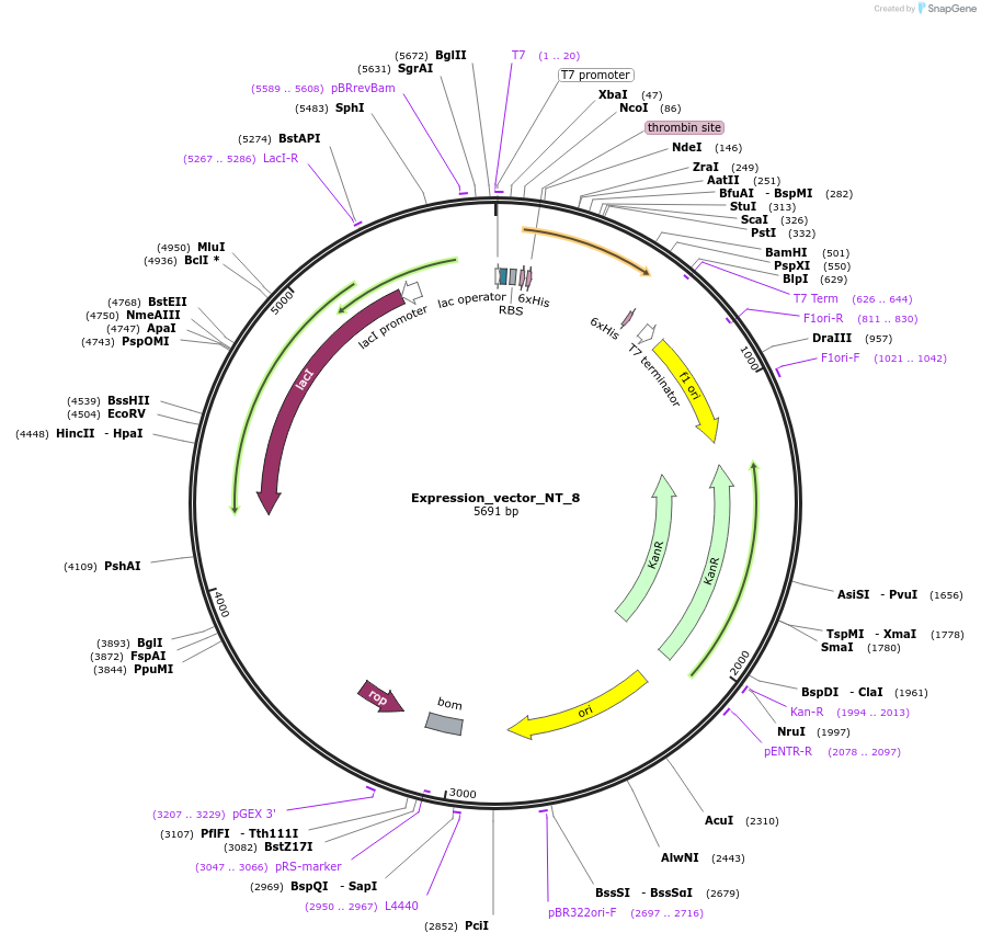158024-plasmid-map-sequence-id-309542