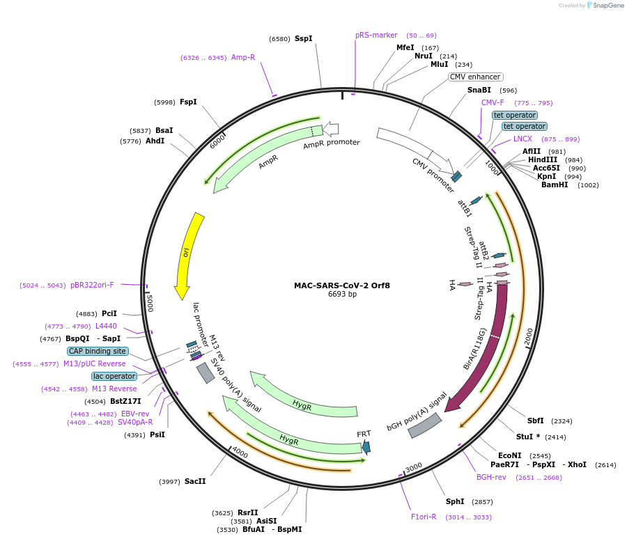 158377-plasmid-map-sequence-id-309558