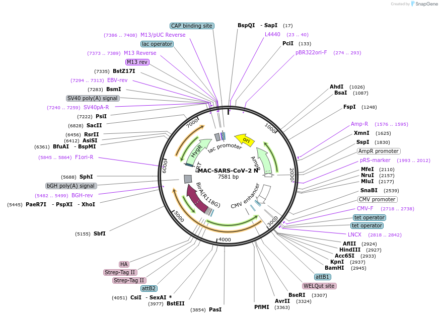 158370-plasmid-map-sequence-id-309563